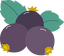 Black Currant