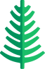 Cedar
