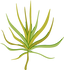 Cyperus Esculentus