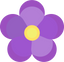 Heliotrope