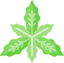 Lemon Verbena
