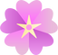 Musk Mallow