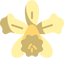 Orchid