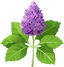 Patchouli