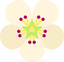 Pear Blossom