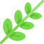 Sage