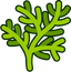 Tarragon