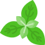 Basil