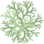 Oakmoss