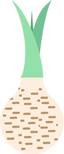 Orris Root