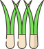 Vetiver